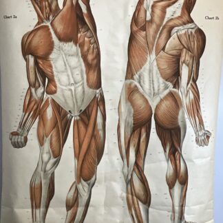 Six (6) American Frohse Anatomical Charts